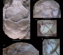 New Crab Species Named After NIGHTWISH