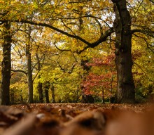 NME Recommends: the best autumnal albums