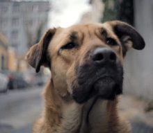 ‘Stray’ review: lost dogs doc is a must-watch for mutt-lovers