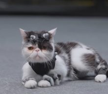 ‘Black Myth: Wukong’ shares a parody trailer filled with glitches and cats