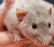 Rats can dance, most at 120-140 BPM, study shows