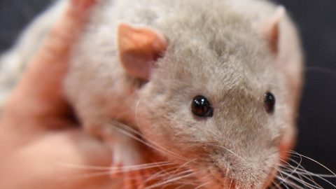 Rats can dance, most at 120-140 BPM, study shows
